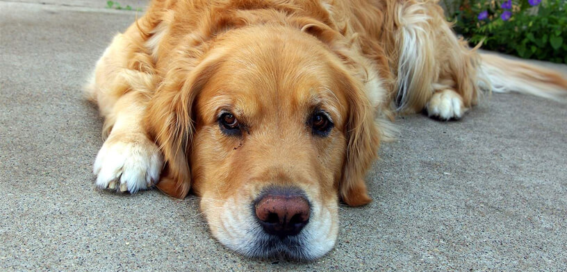 Top 5 gewrichtssupplementen voor honden in 2025