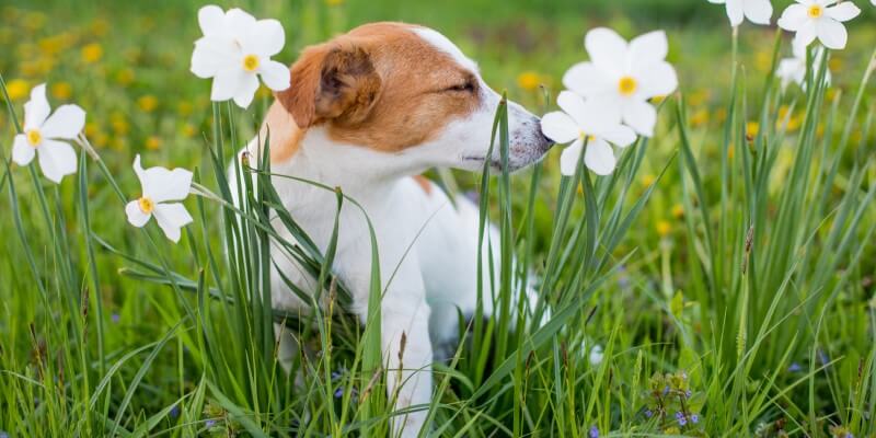 Top 5 supplementen voor jeuk- en allergieverlichting voor honden in 2025