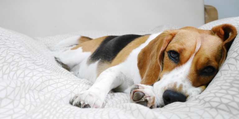 Top 5 probiotische supplementen voor honden in 2025