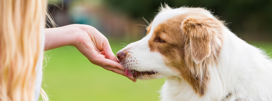 Top 5 multivitaminen voor honden in 2025